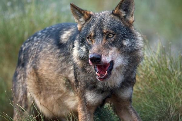 Lobo iberico canis lupus signatus 1392 1 600