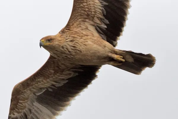 Aguila imperial iberica aquila dealberti 1392 2 600
