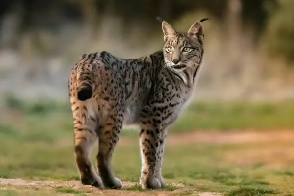 Lince iberico linx pardinus 1392 0 600