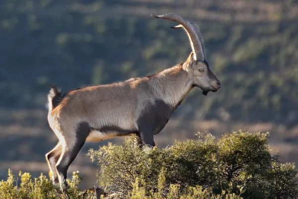 Cabra montes o ibice iberico capra pirenaica 1392 3 600