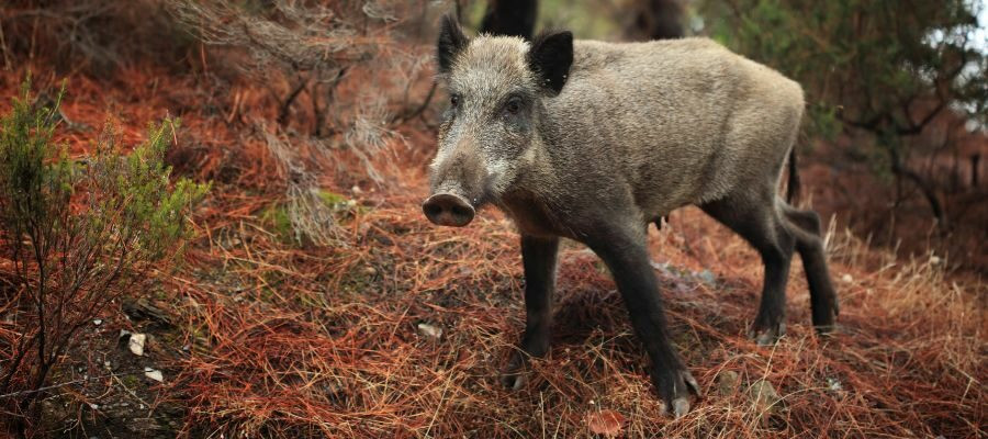 Tipos jabali espana 900x400